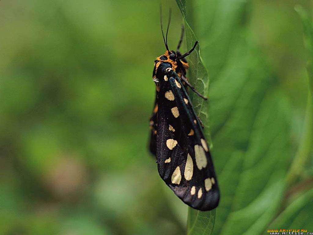 животные, бабочки