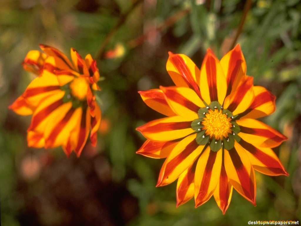 цветы, газания