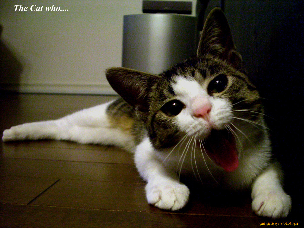 животные, коты