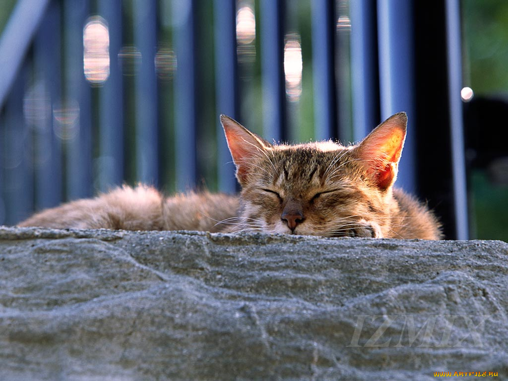 животные, коты