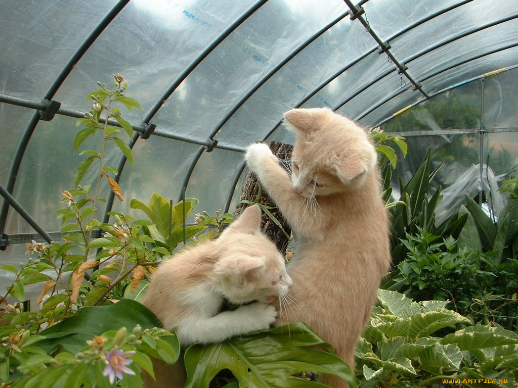 животные, коты