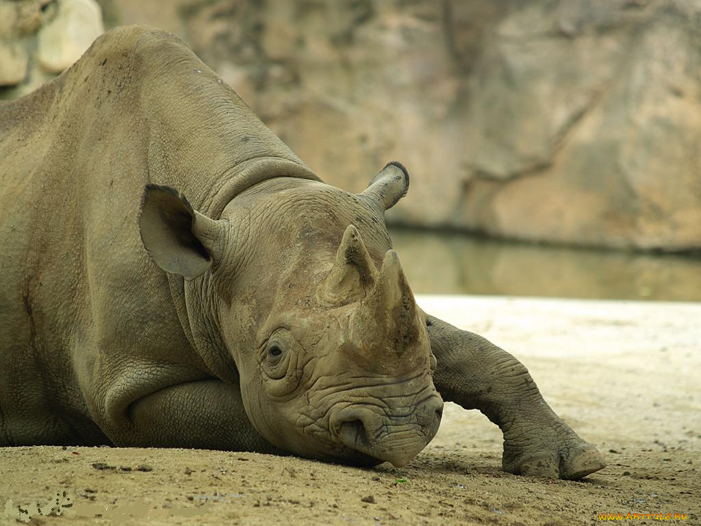 животные, носороги