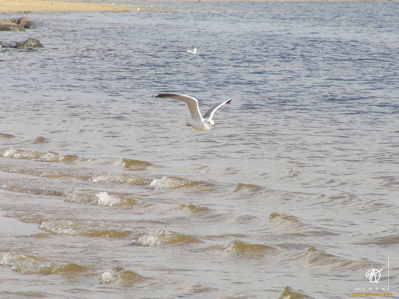 животные, Чайки, бакланы, крачки