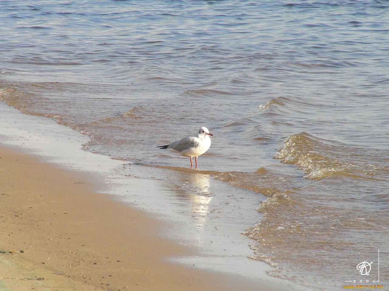 животные, Чайки, бакланы, крачки