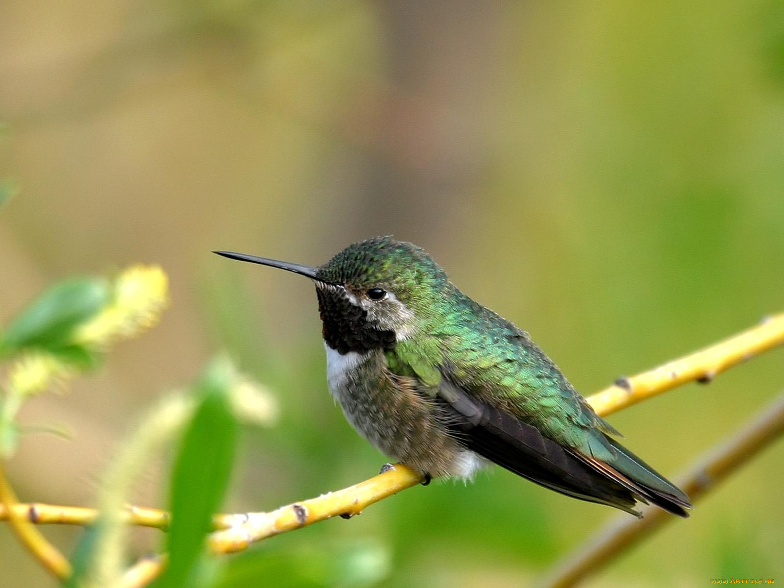 calliope, male, hummer, животные, колибри
