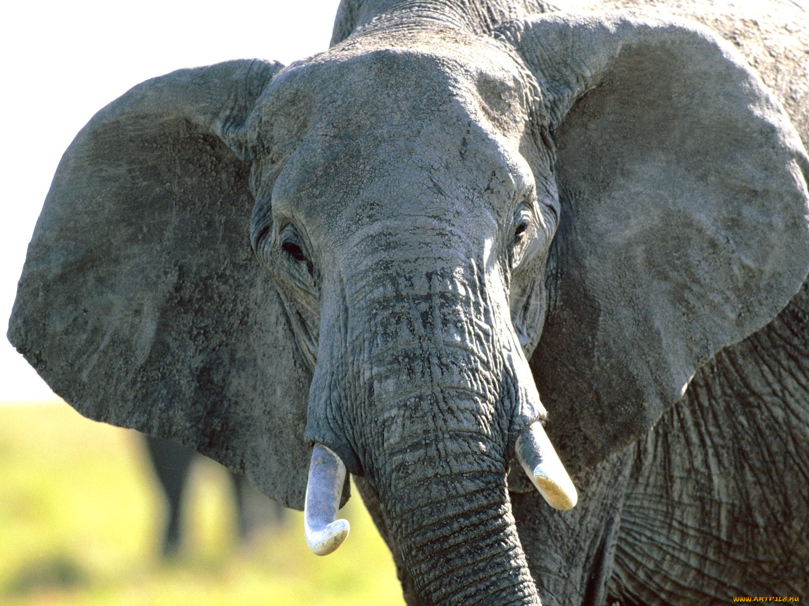 second, glance, african, elephant, животные, слоны