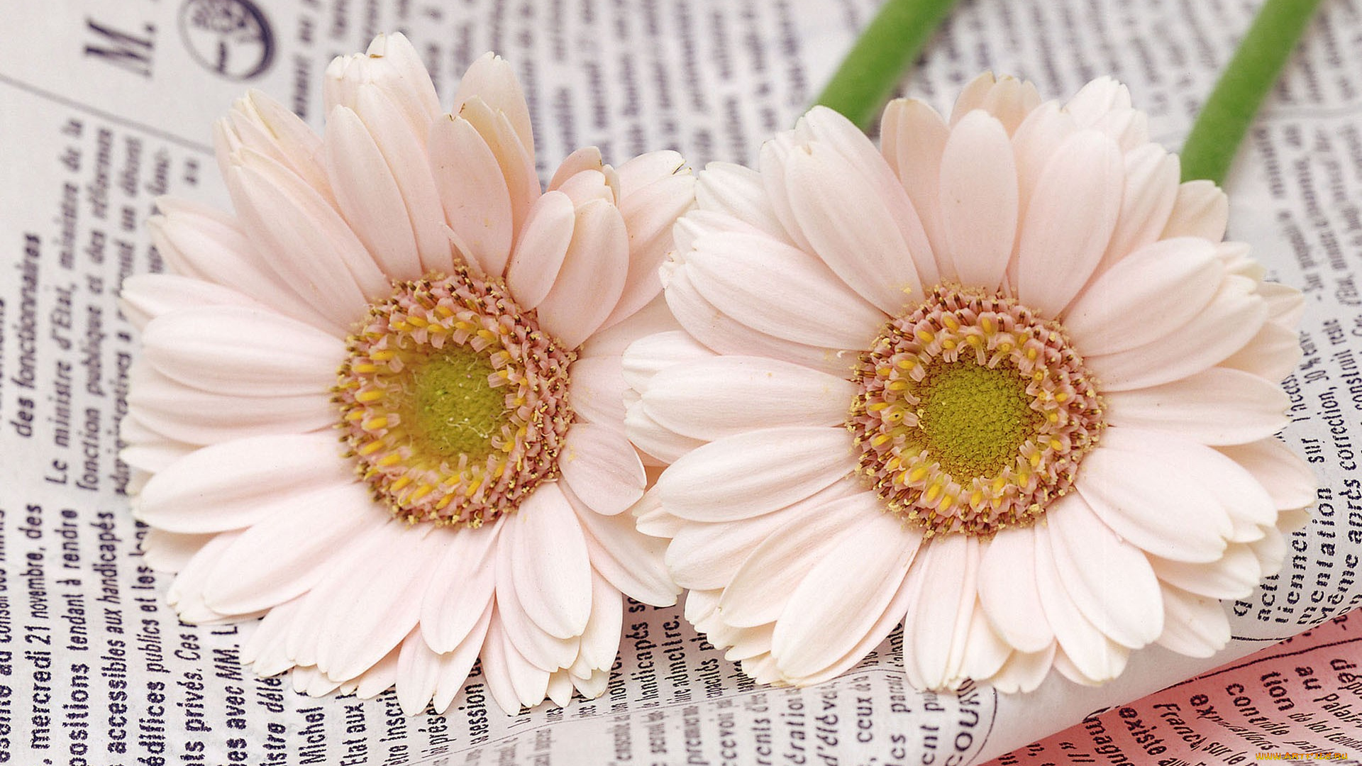 цветы, герберы