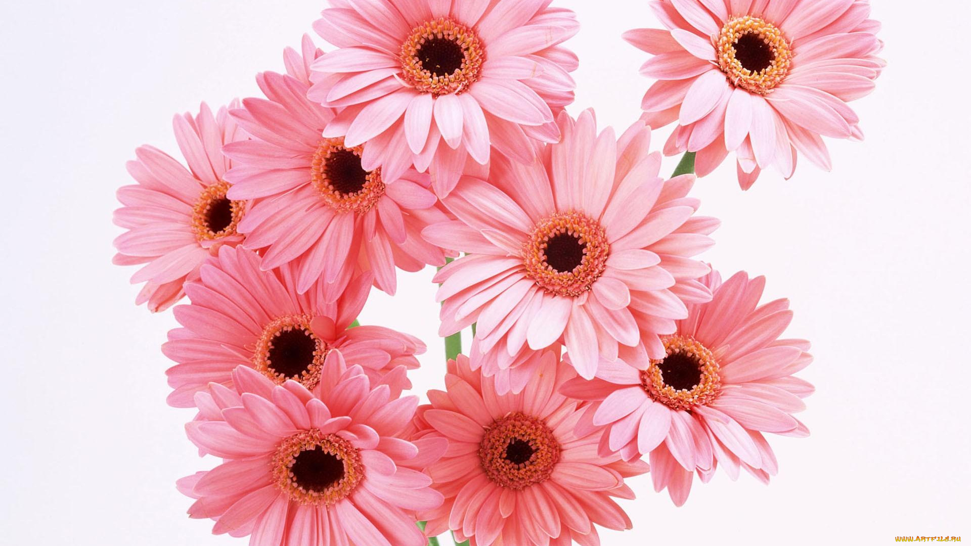 цветы, герберы