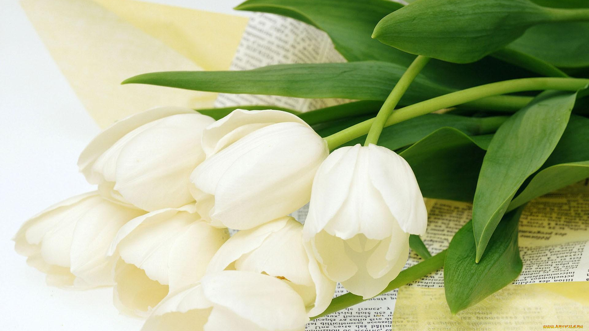 цветы, тюльпаны