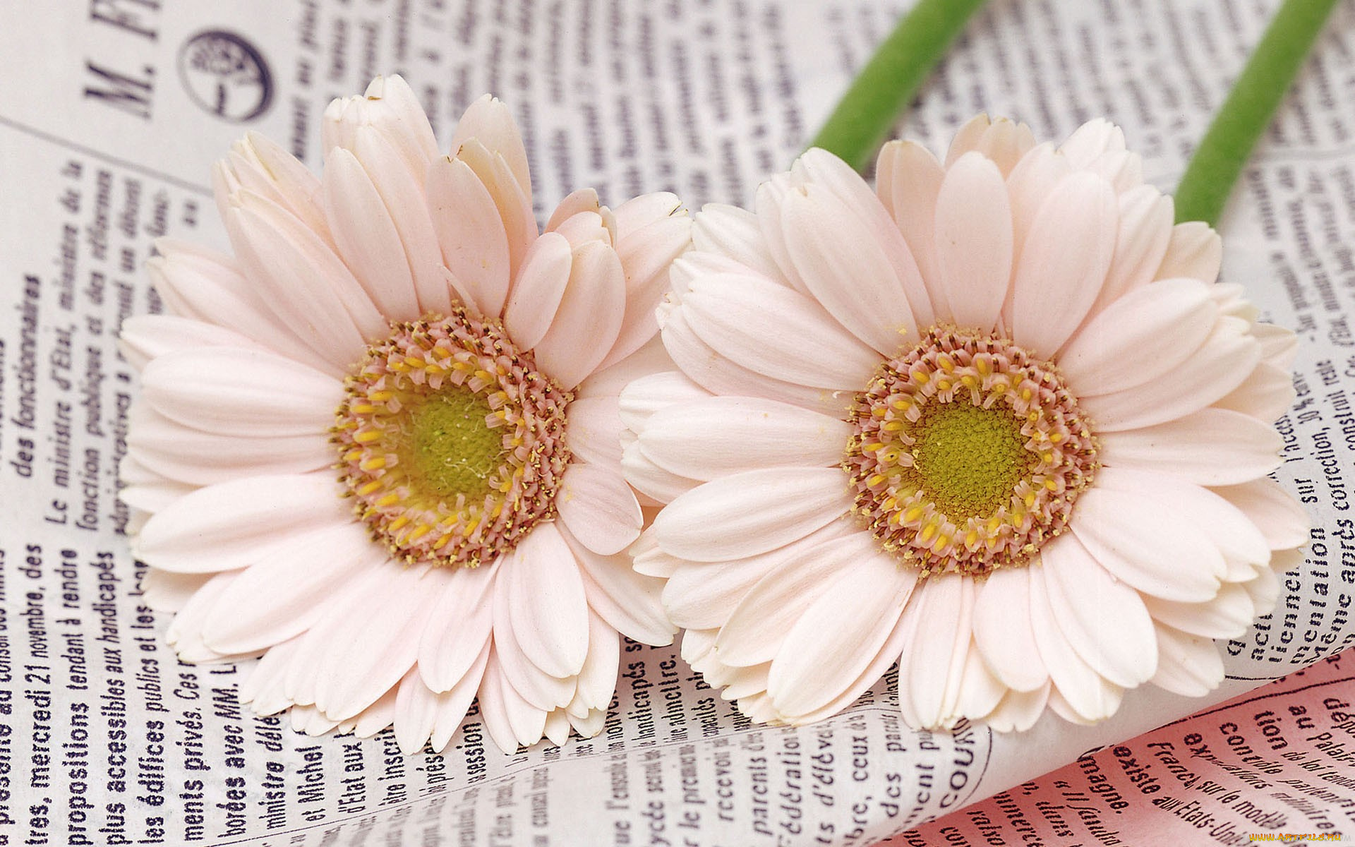 цветы, герберы