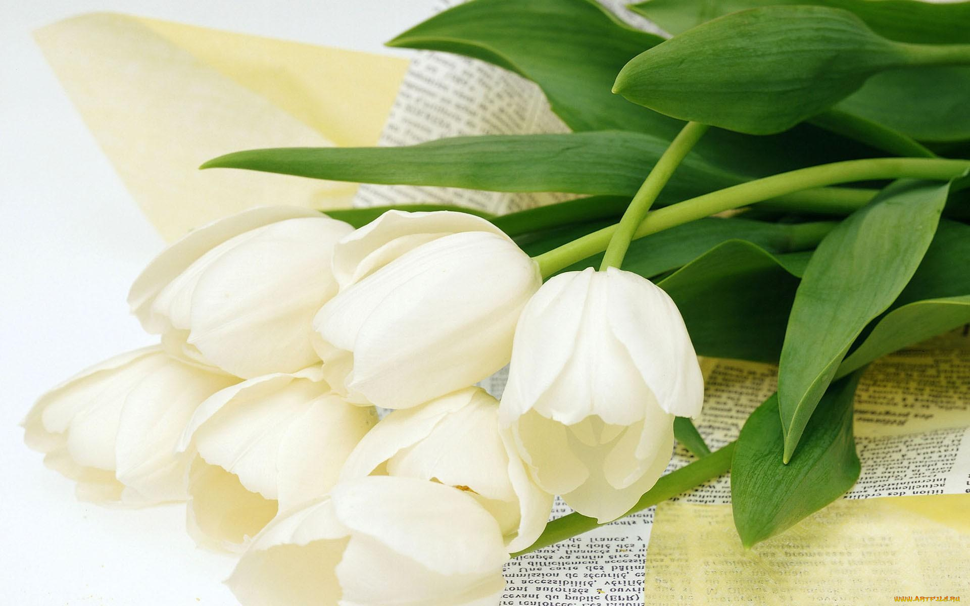 цветы, тюльпаны