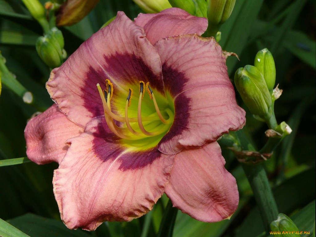 цветы, лилии, лилейники