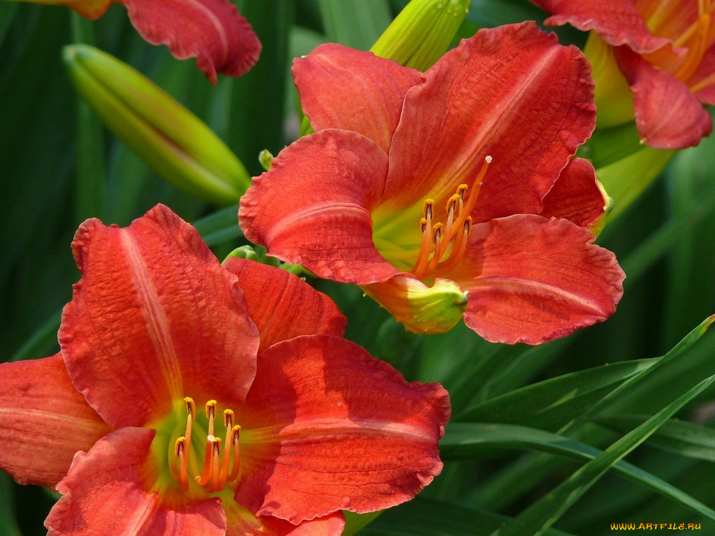 цветы, лилии, лилейники