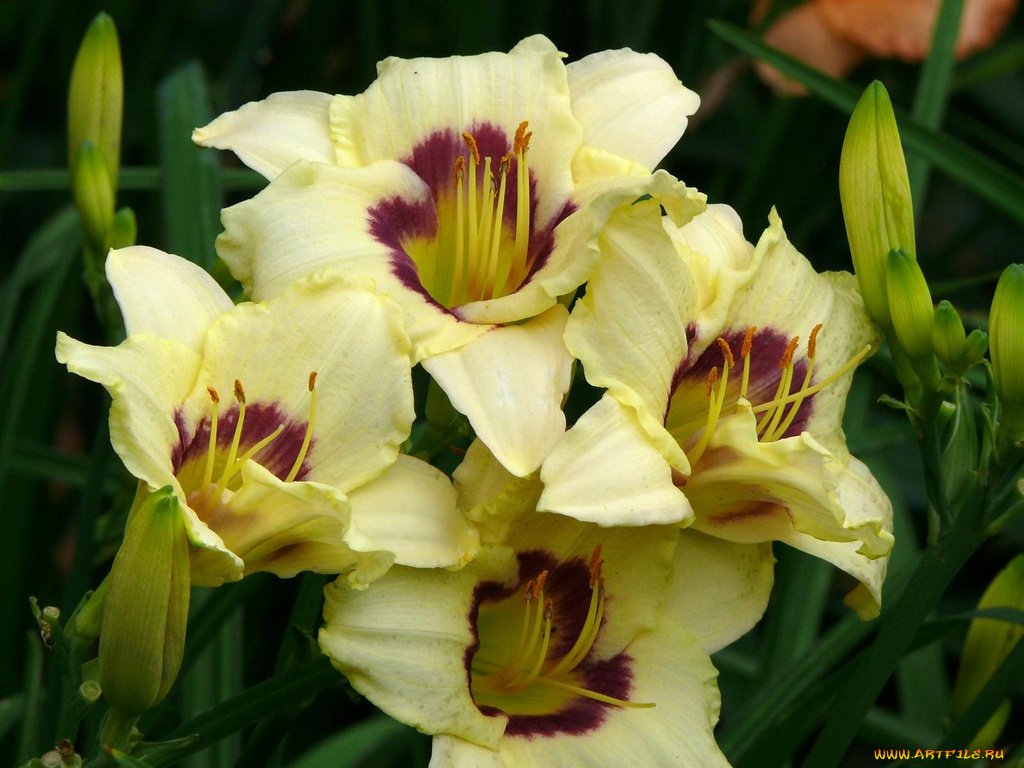 цветы, лилии, лилейники