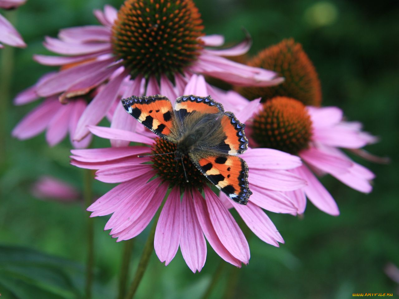 животные, бабочки