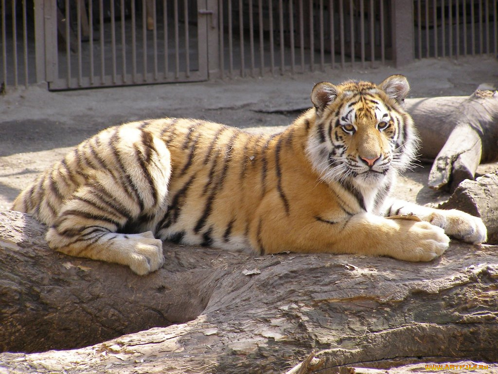 животные, тигры