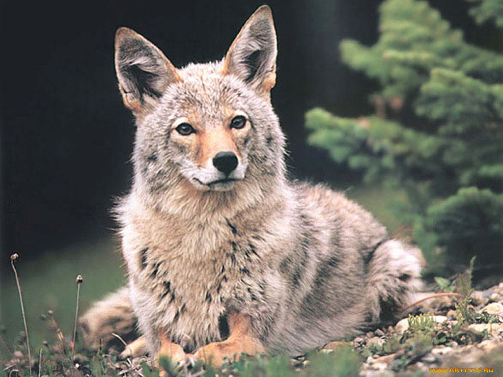 животные, волки
