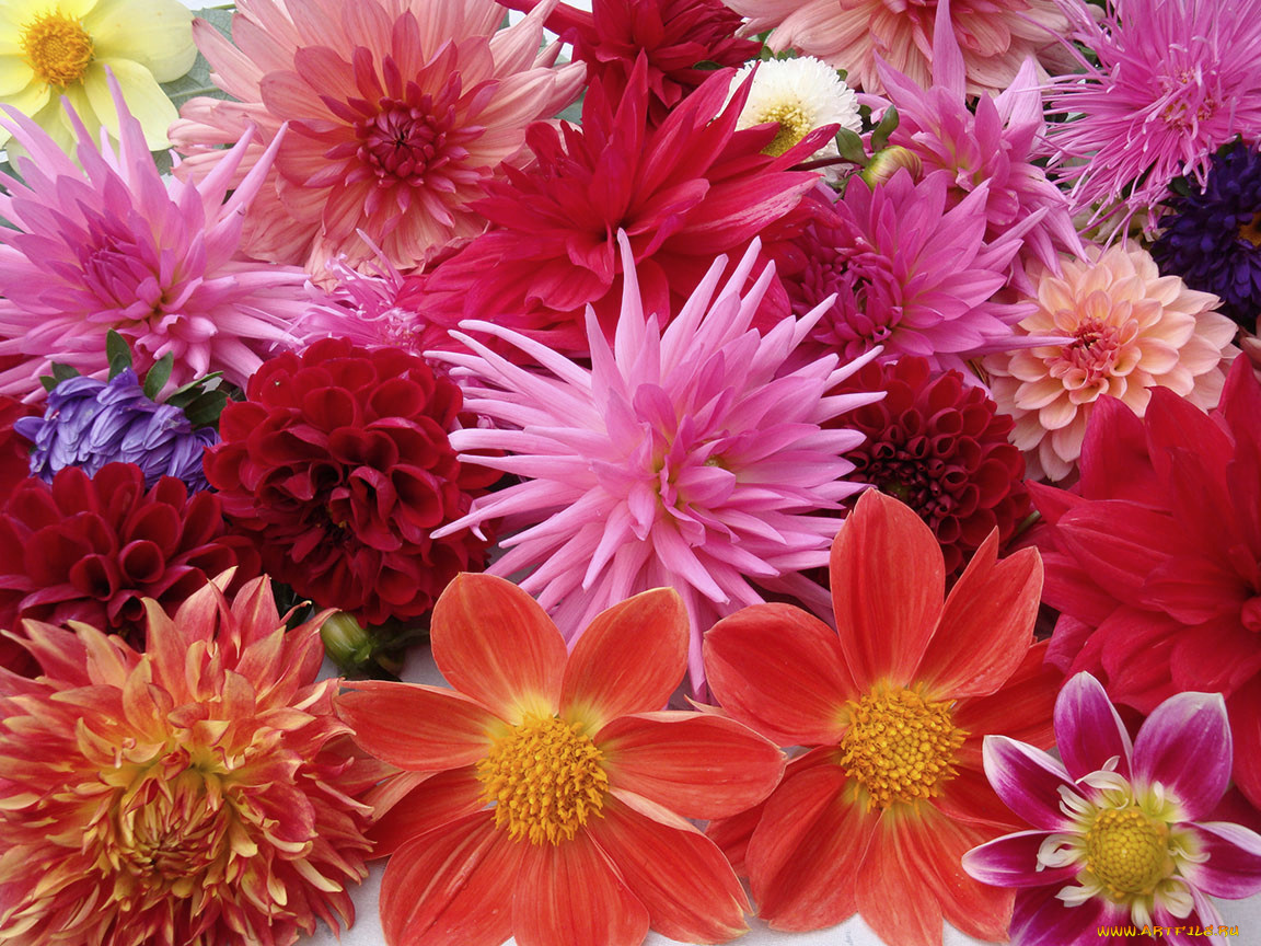 цветы, георгины