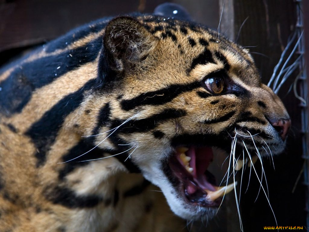 животные, леопарды