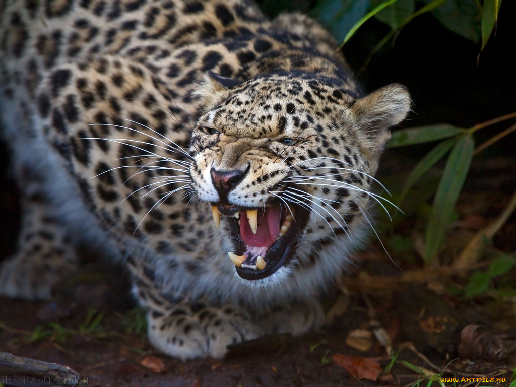 животные, леопарды