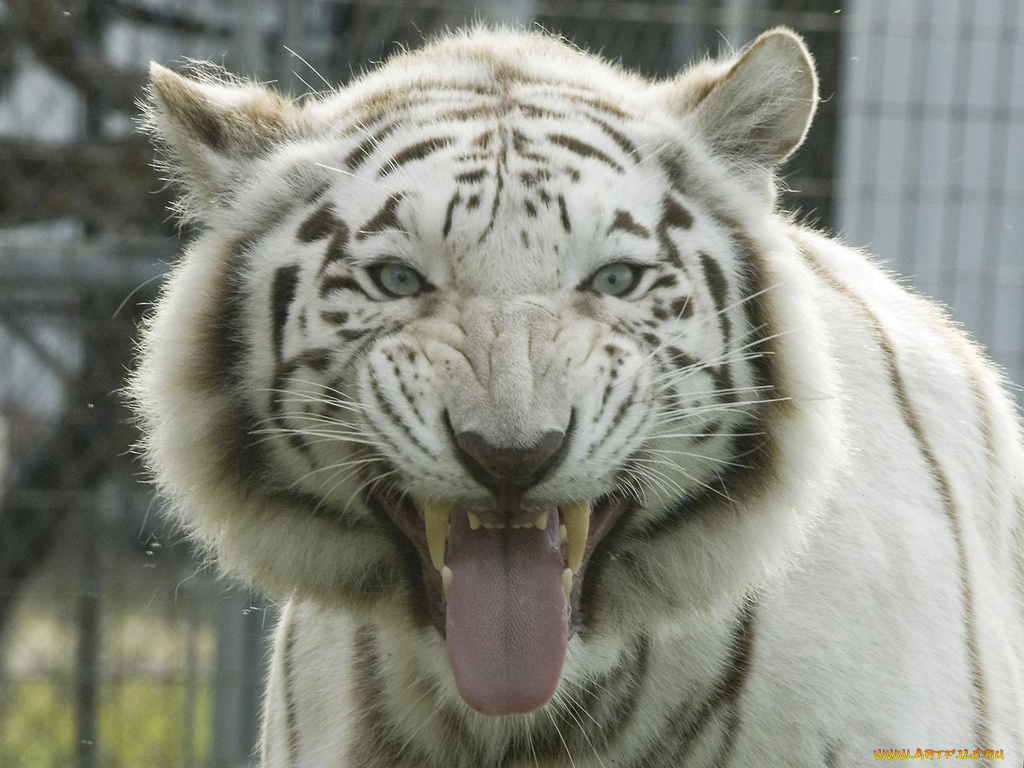 животные, тигры