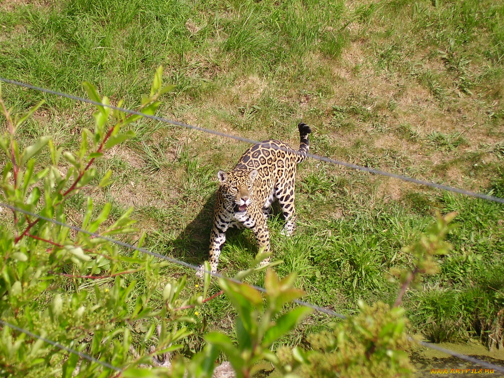 животные, Ягуары