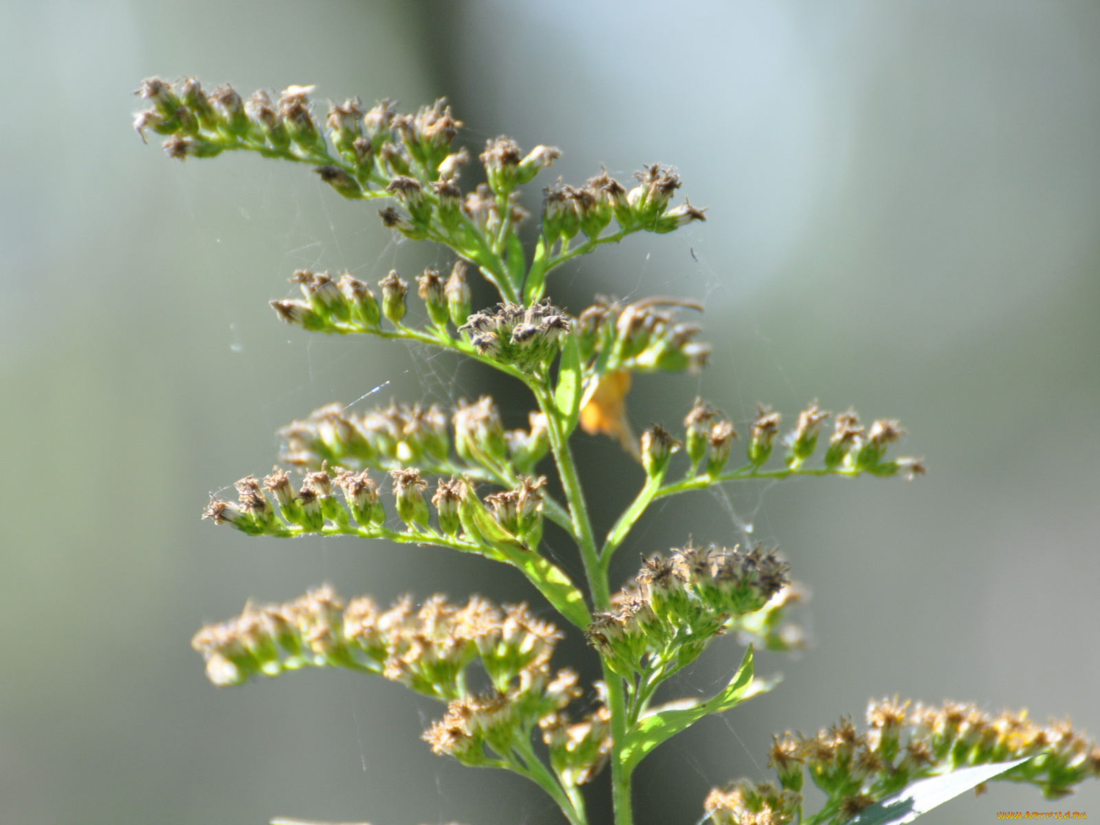 цветы, луговые, полевые