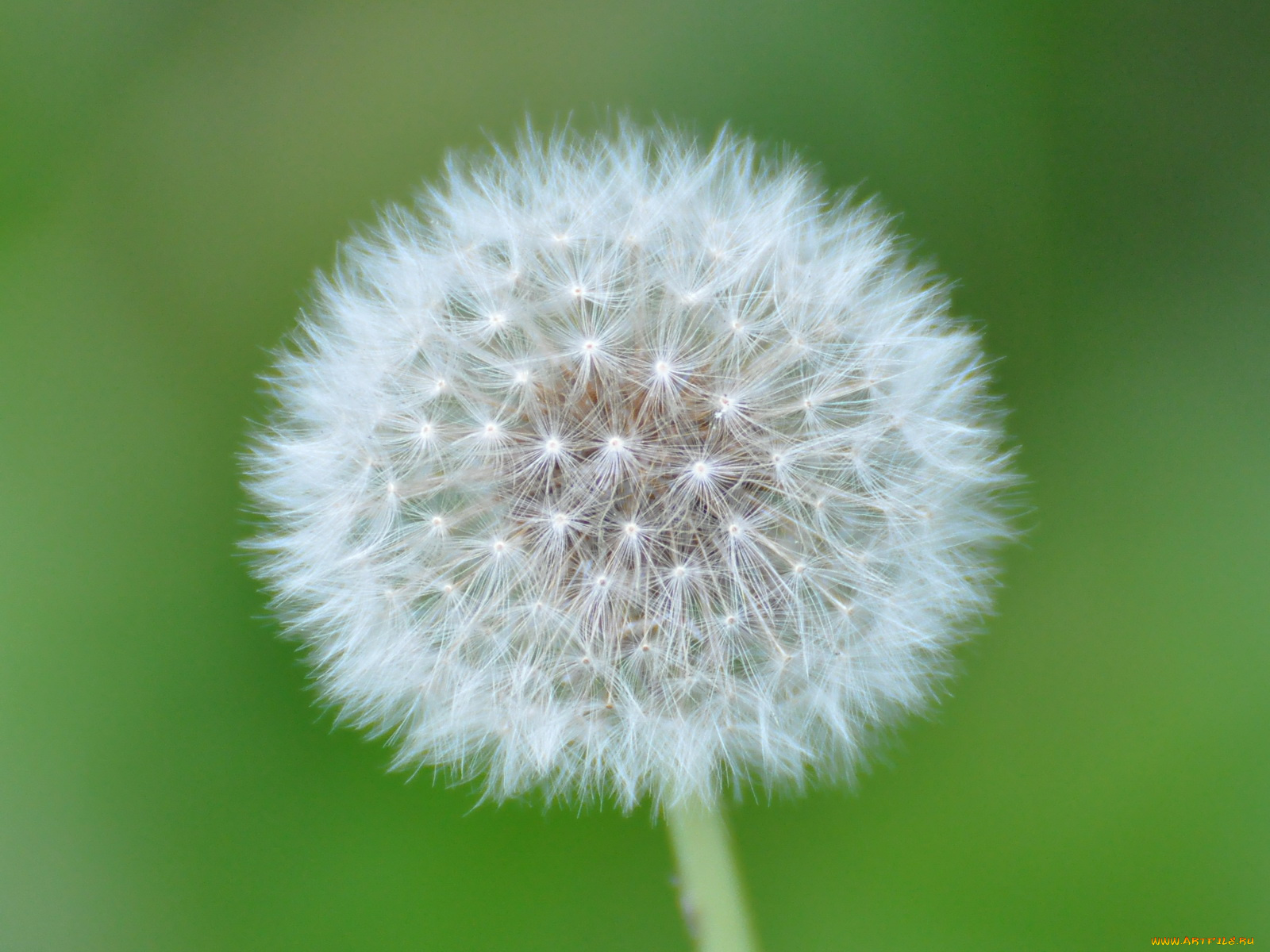 цветы, одуванчики