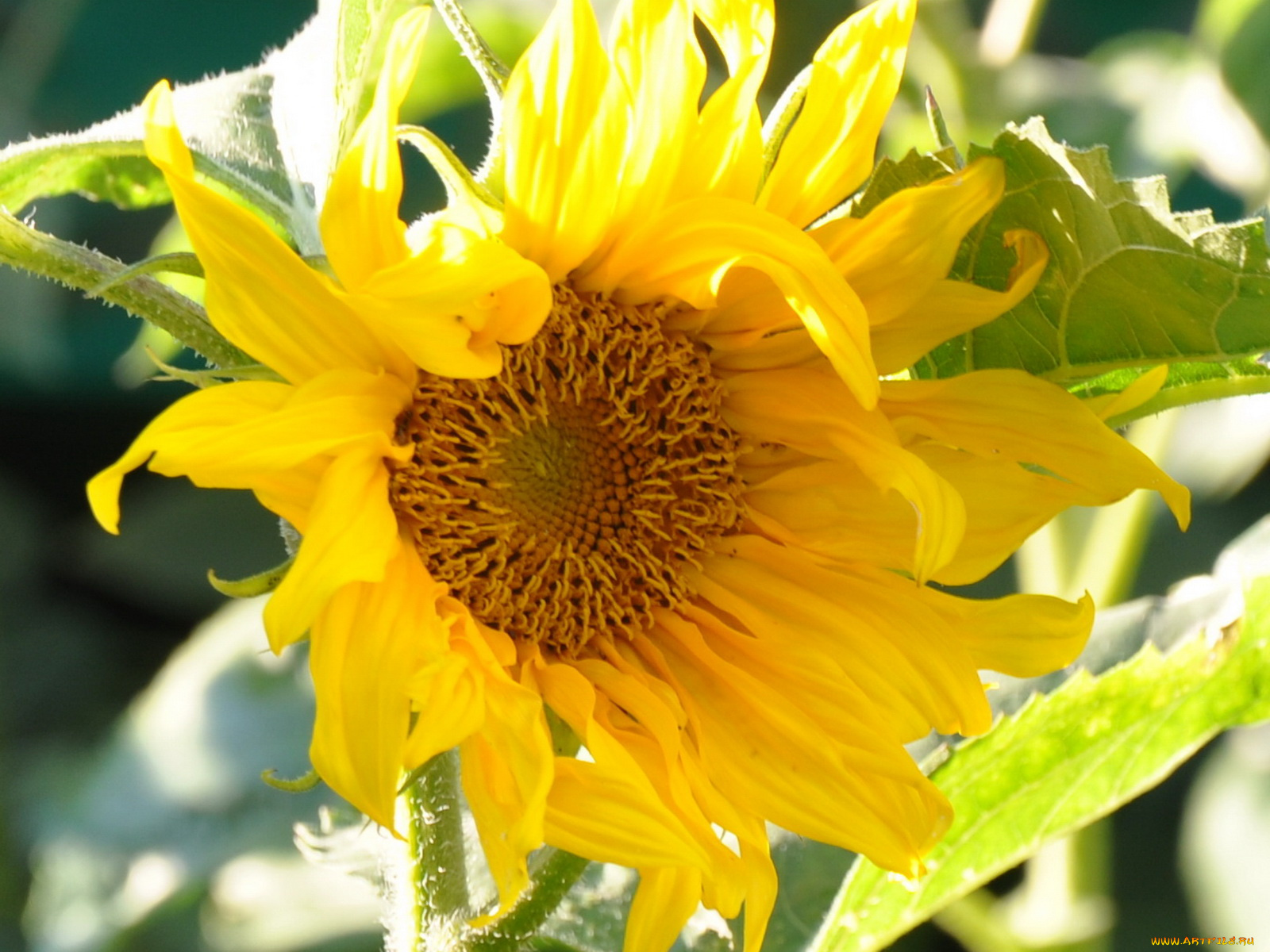 цветы, подсолнухи