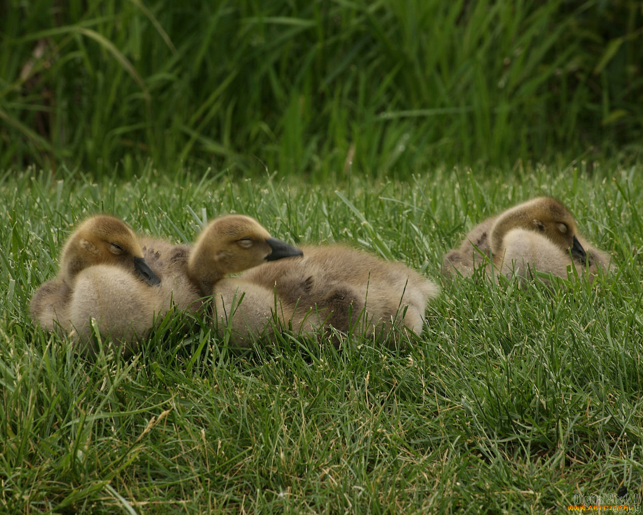 животные, гуси