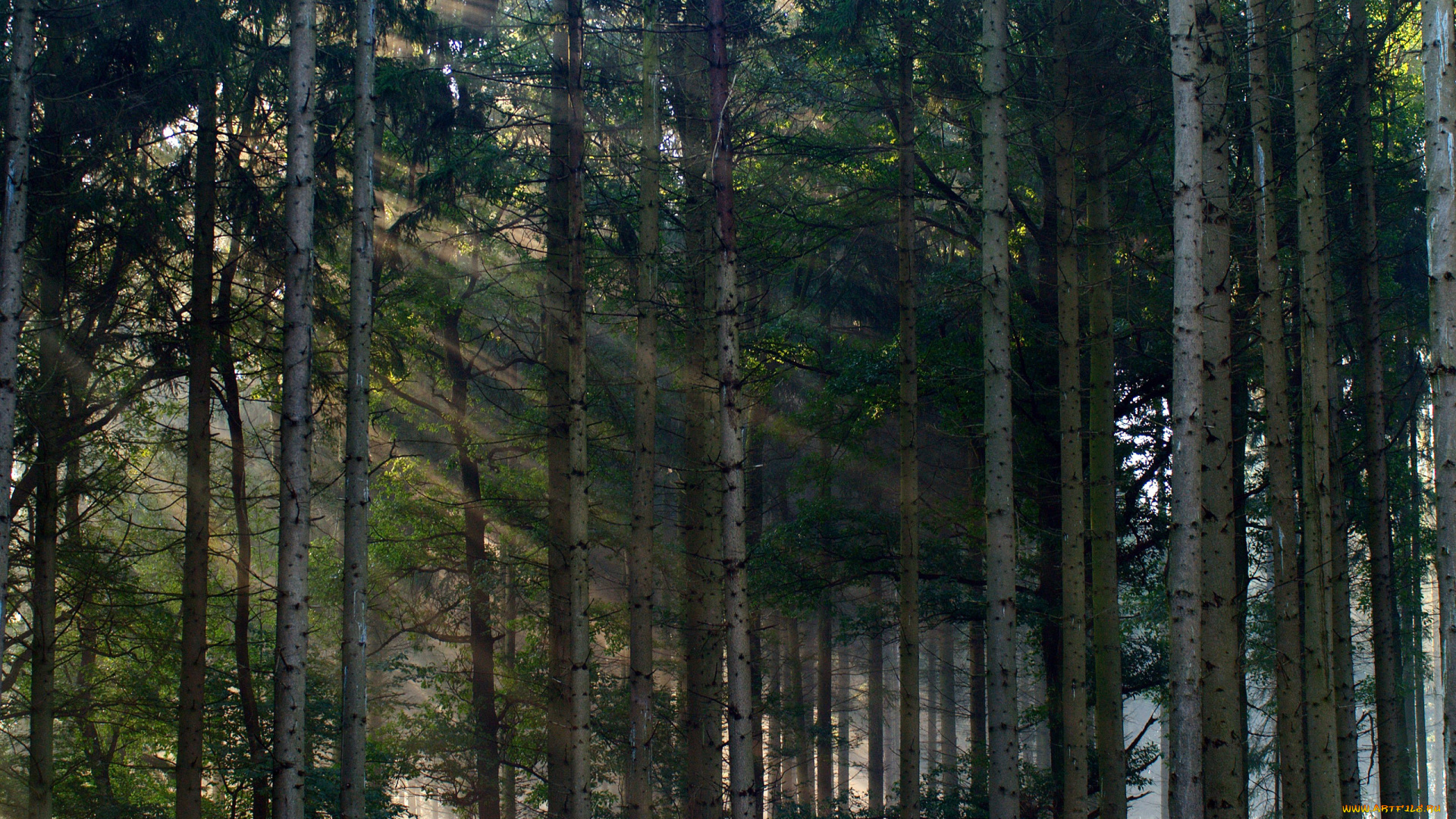 природа, лес