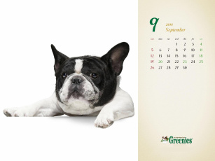 обоя календари, животные