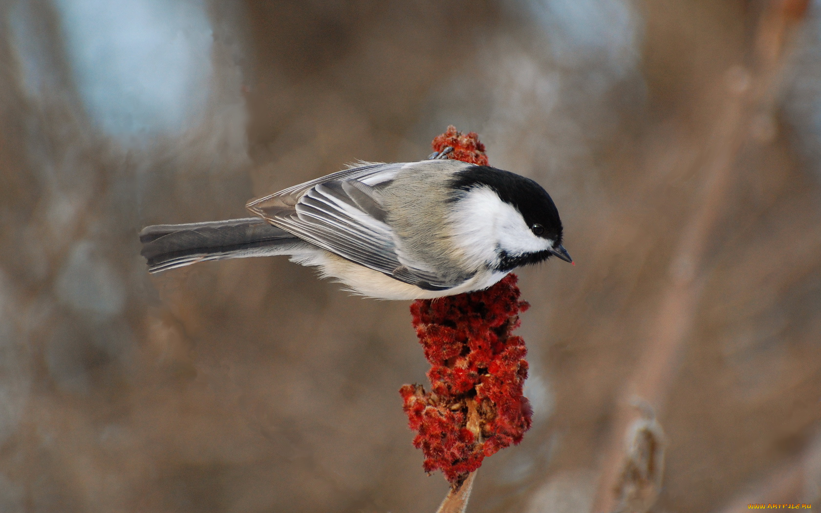 животные, синицы, лазоревки, цветы