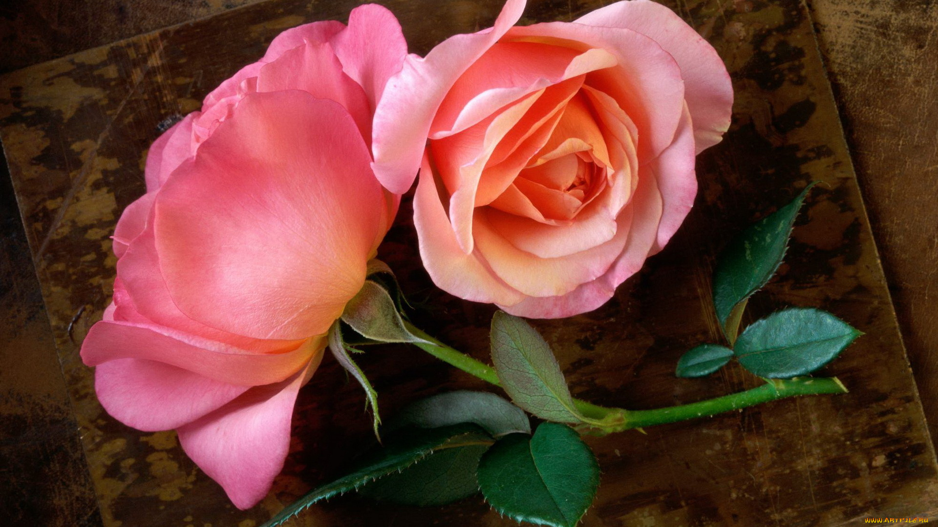 цветы, розы, листья