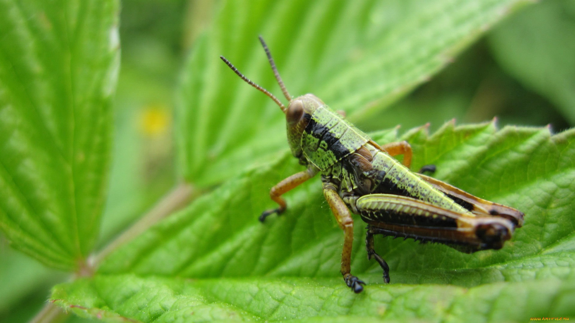 животные, кузнечики, саранча, листья