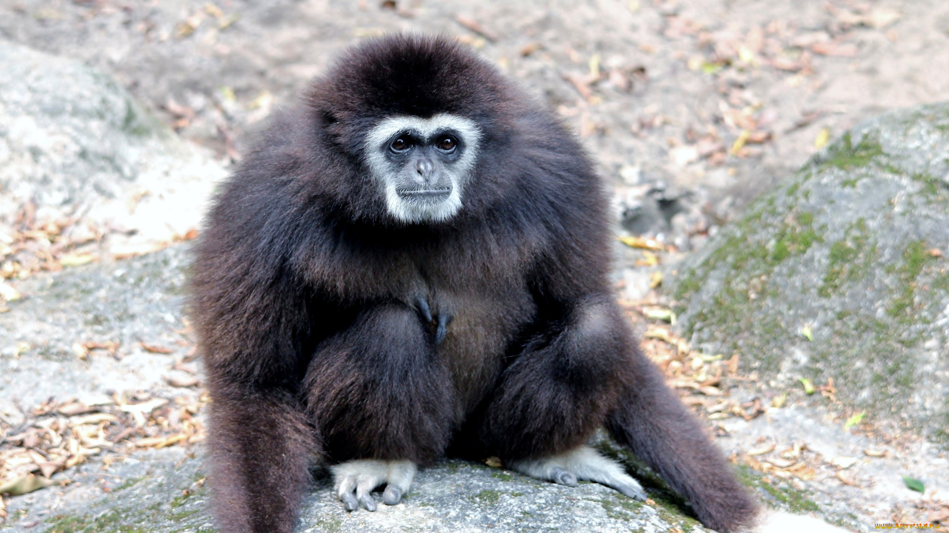 животные, обезьяны, черный
