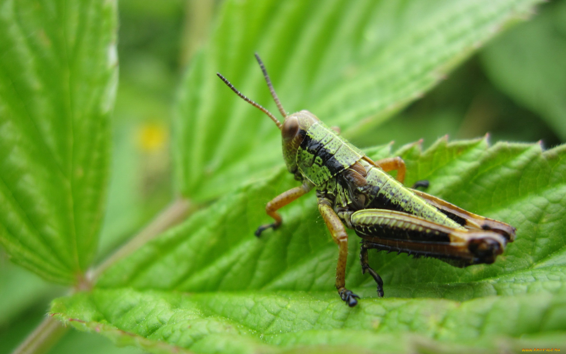 животные, кузнечики, саранча, листья