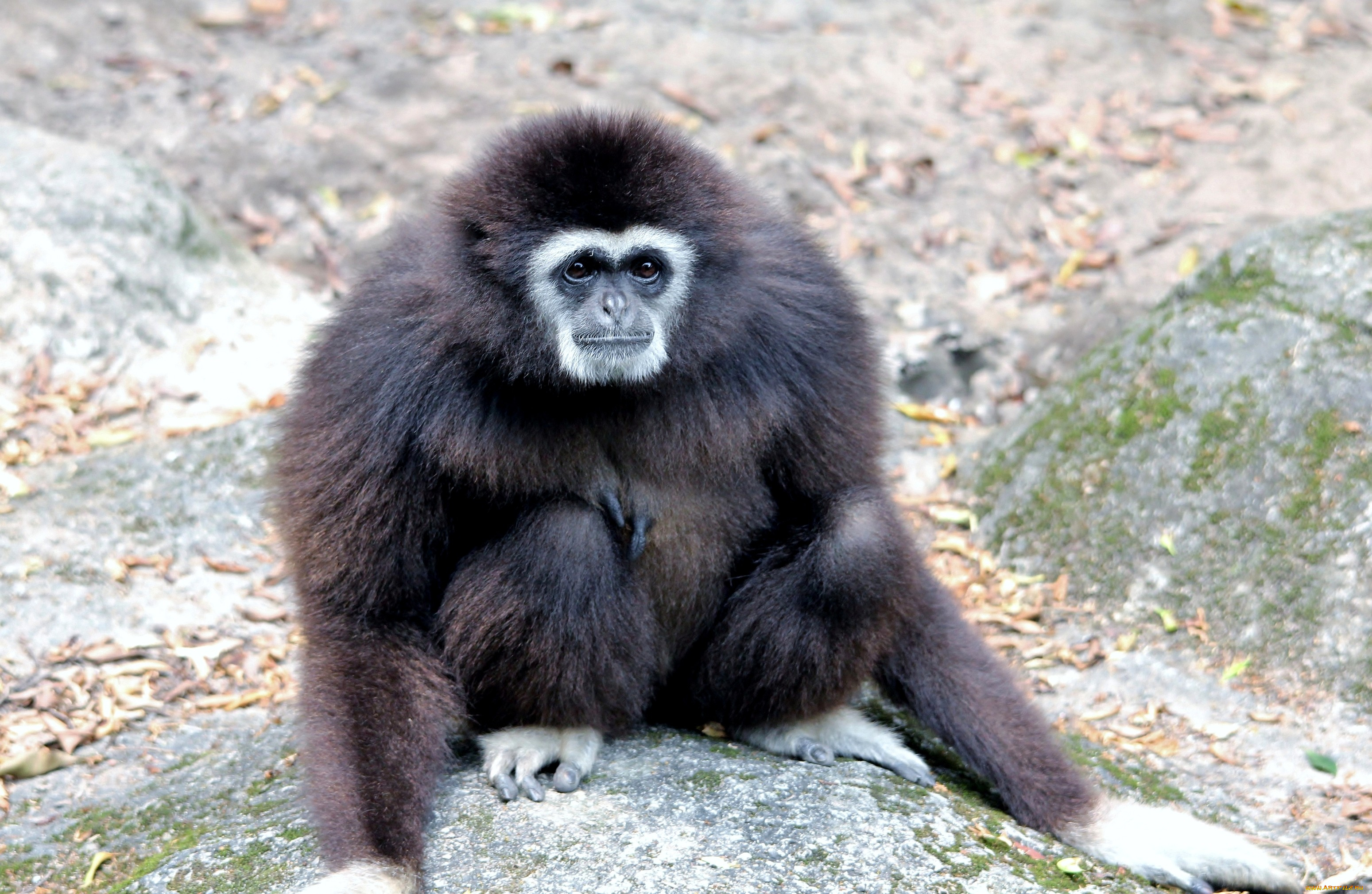 животные, обезьяны, черный