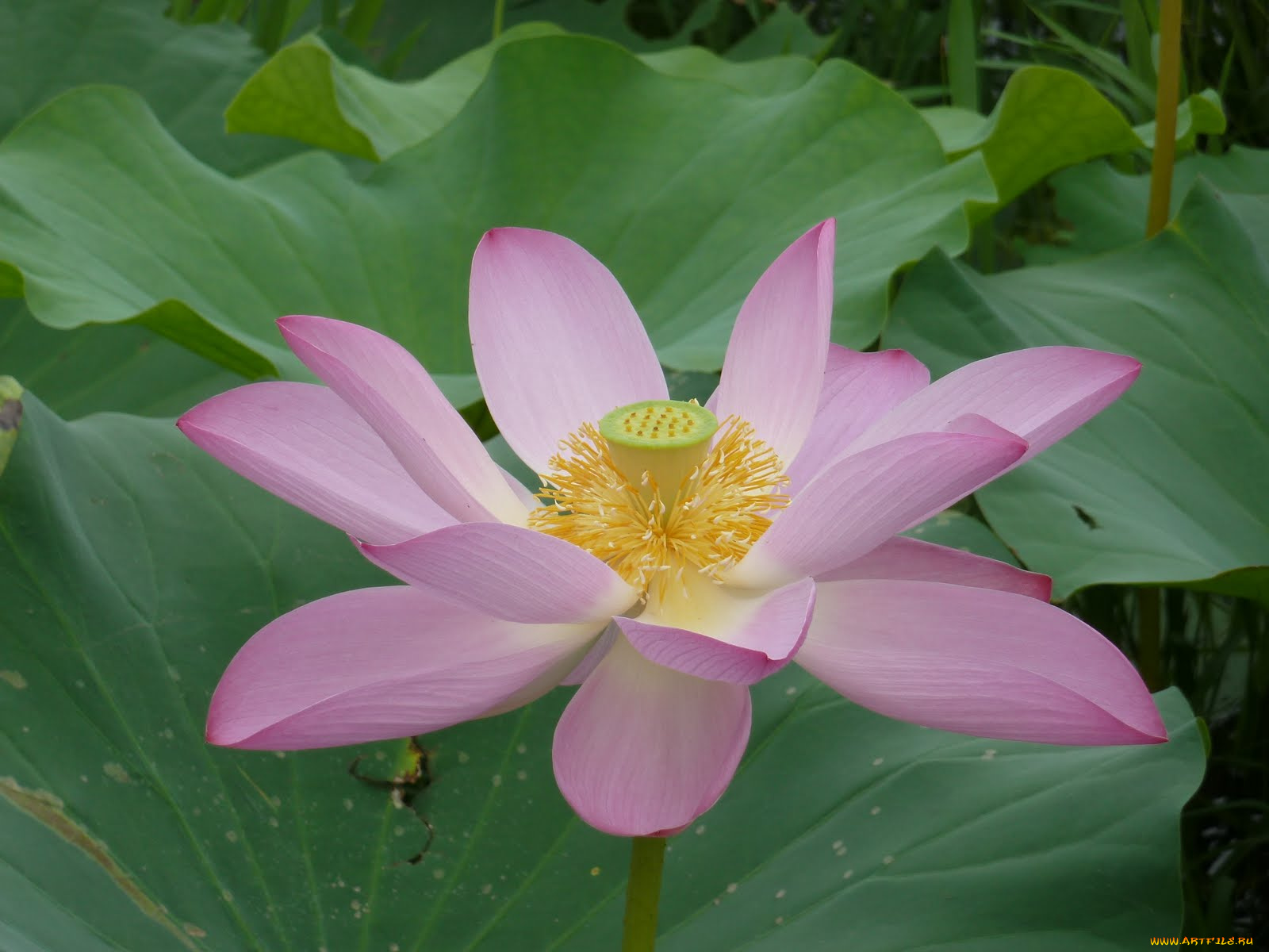 цветы, лотосы, лотос