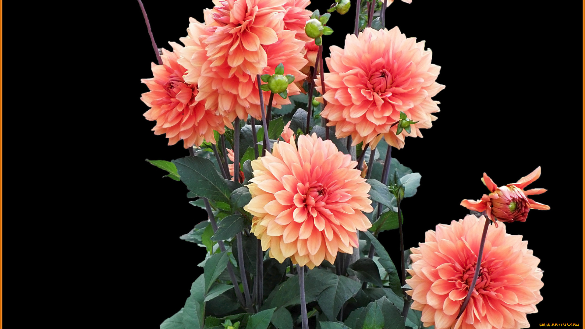 цветы, георгины