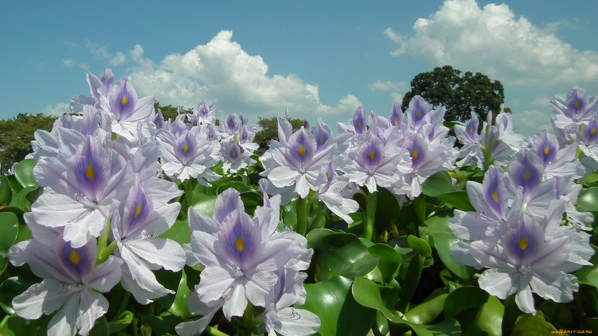 цветы, гиацинты, листья, лето