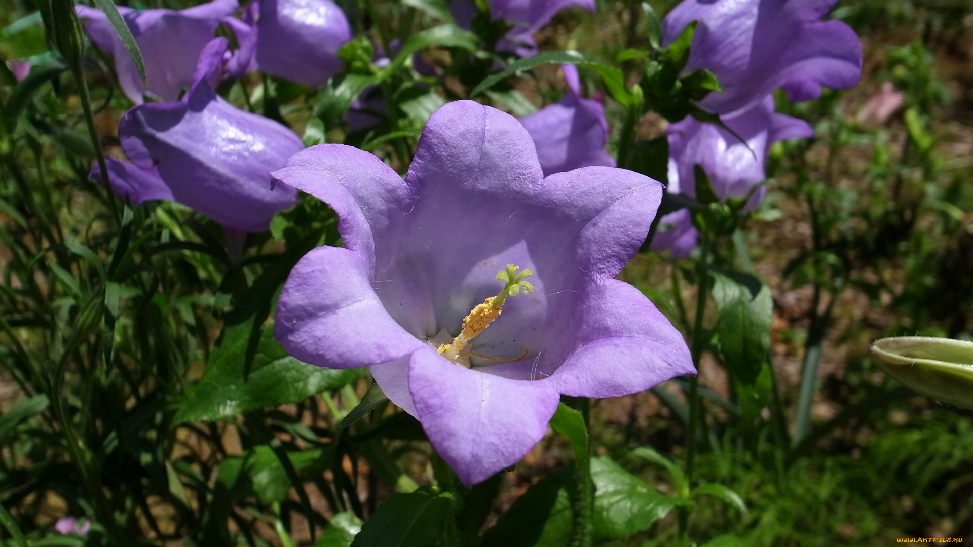 цветы, колокольчики, бутон