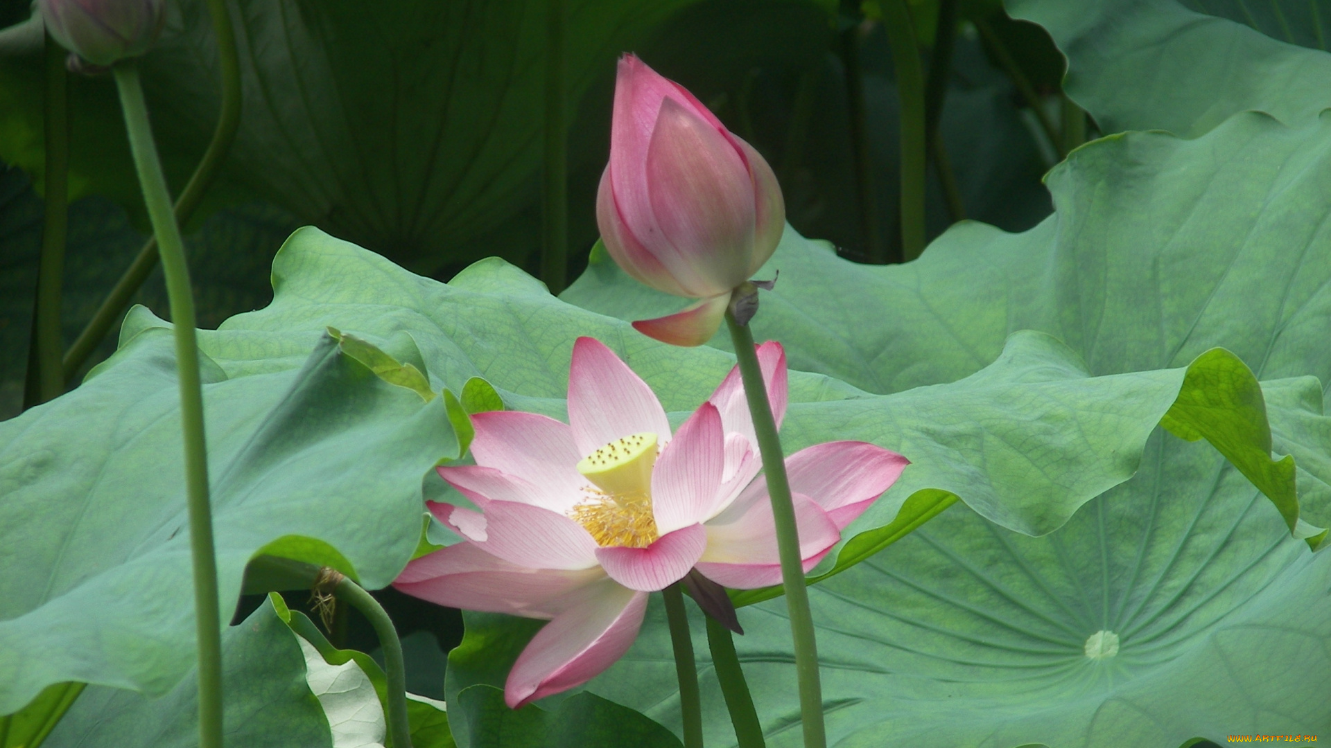 цветы, лотосы, лотос