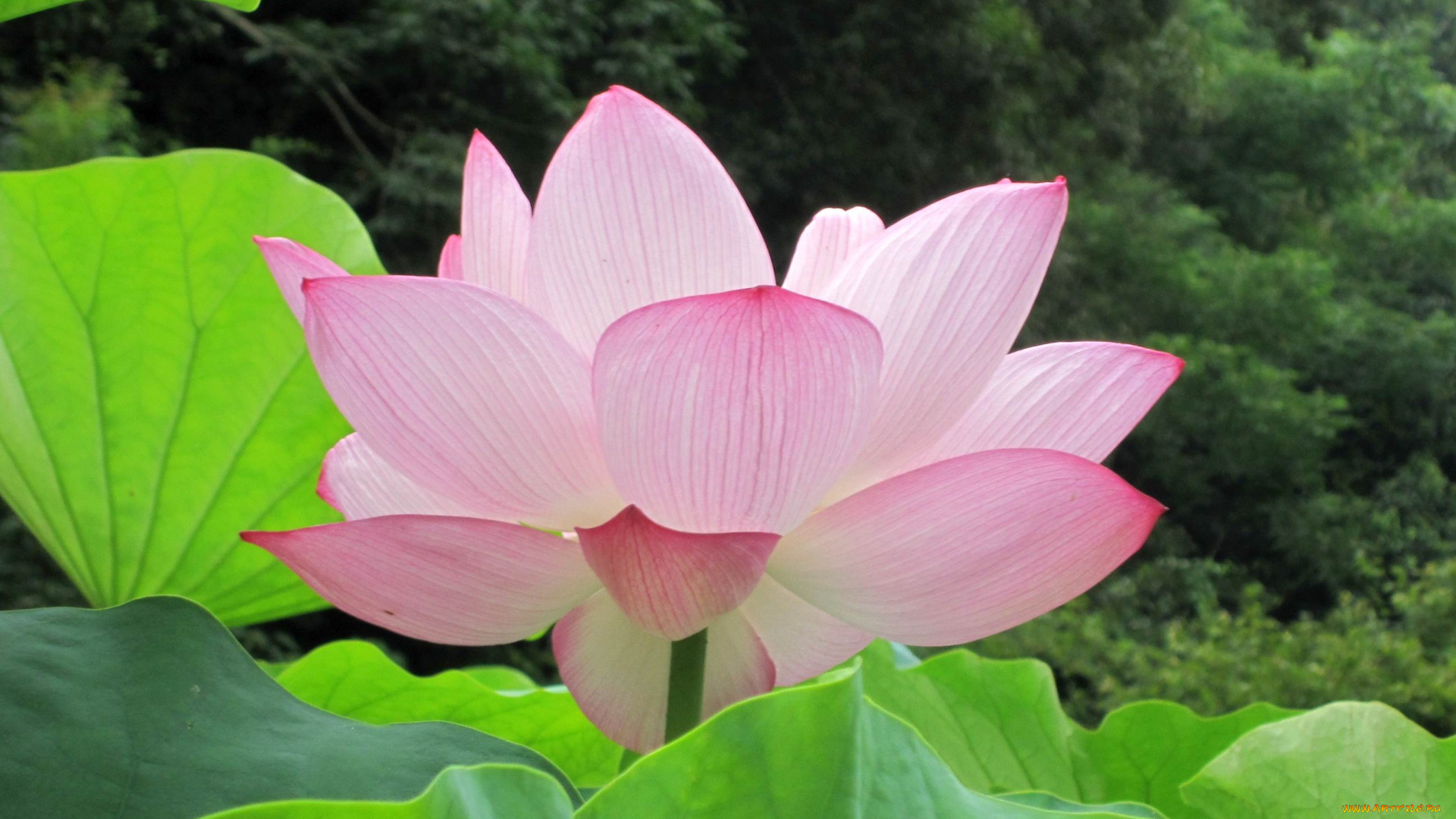 цветы, лотосы, лотос