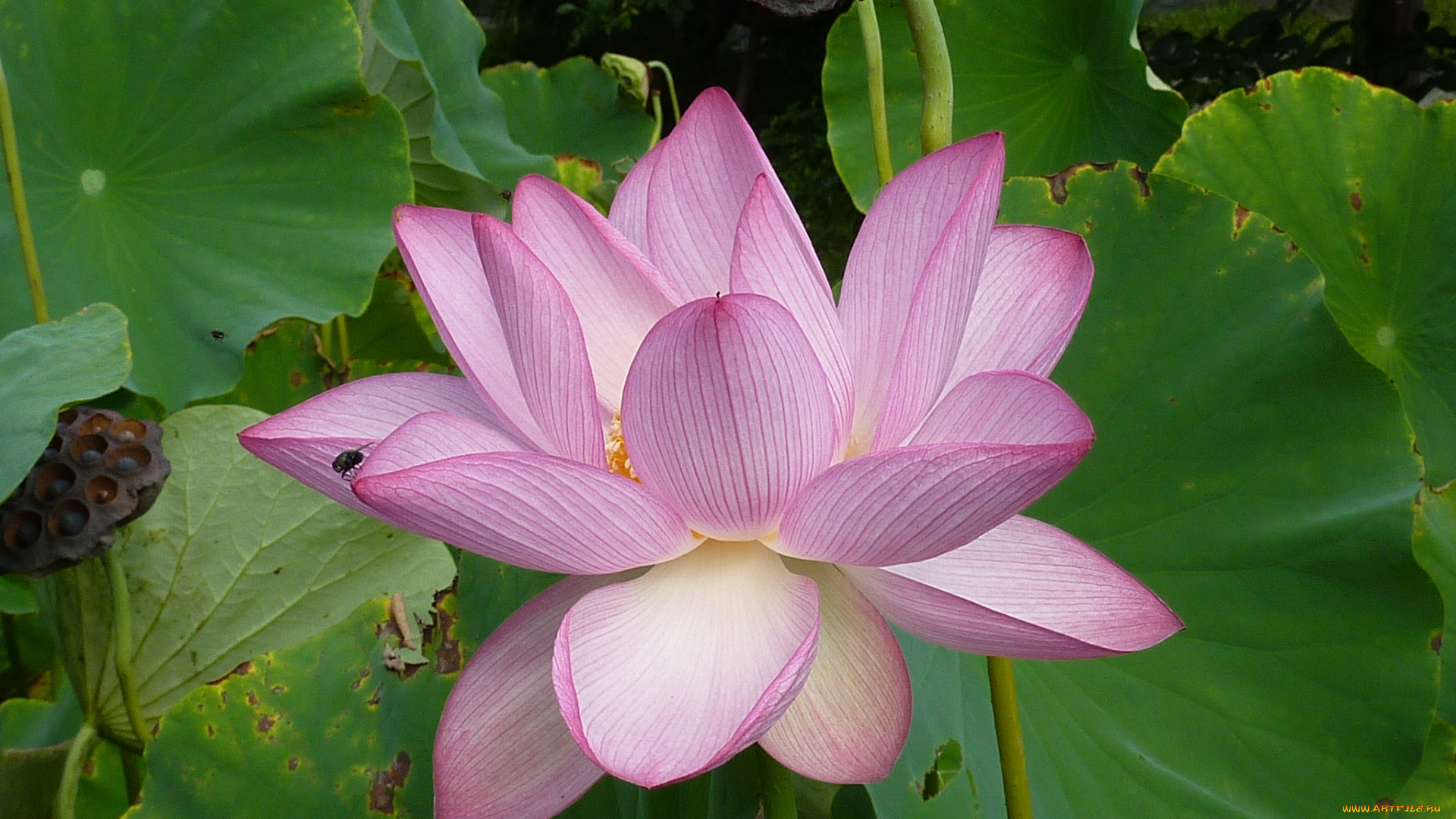 цветы, лотосы, лотос