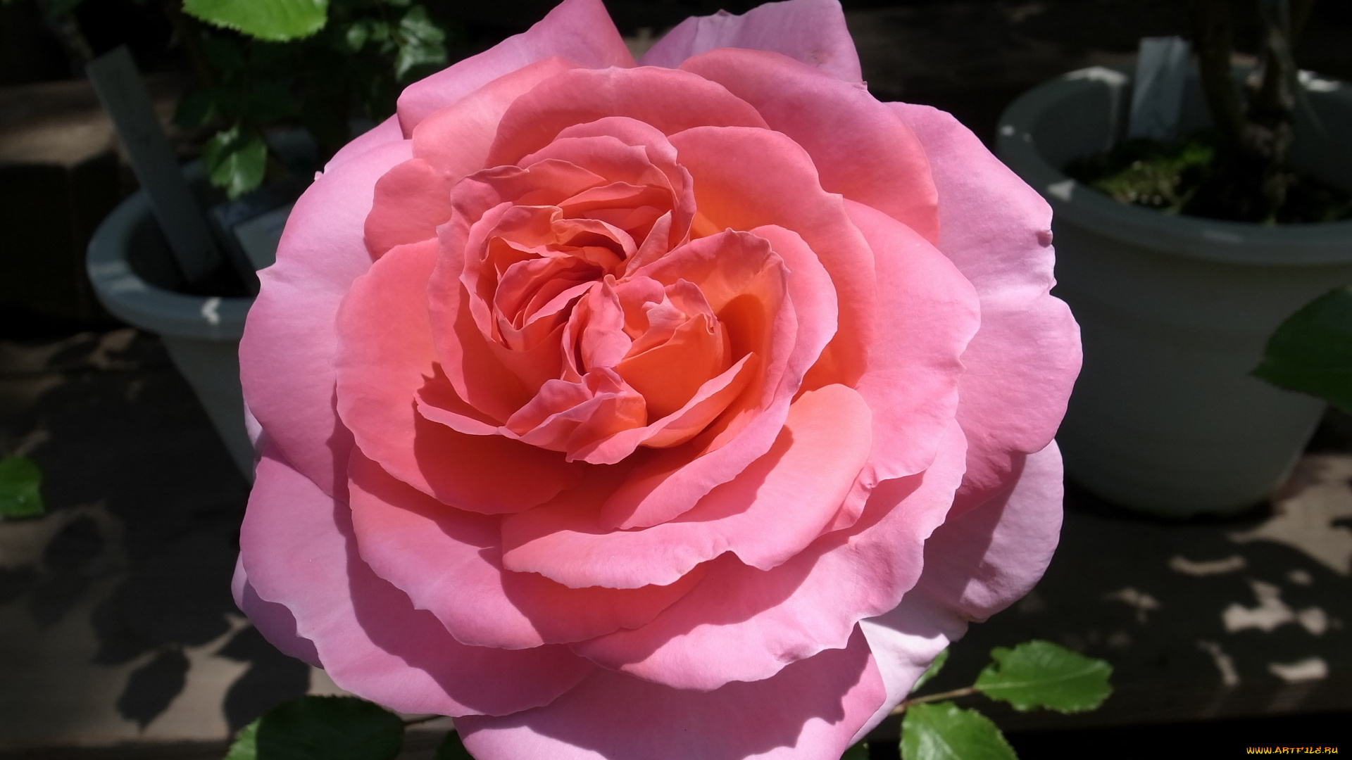 цветы, розы, роза