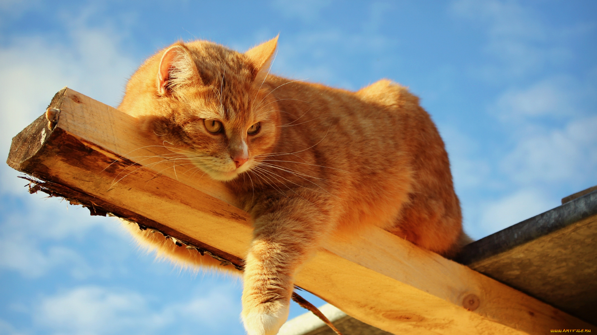 garfield, животные, коты, рыжий, кот, котэ, доска