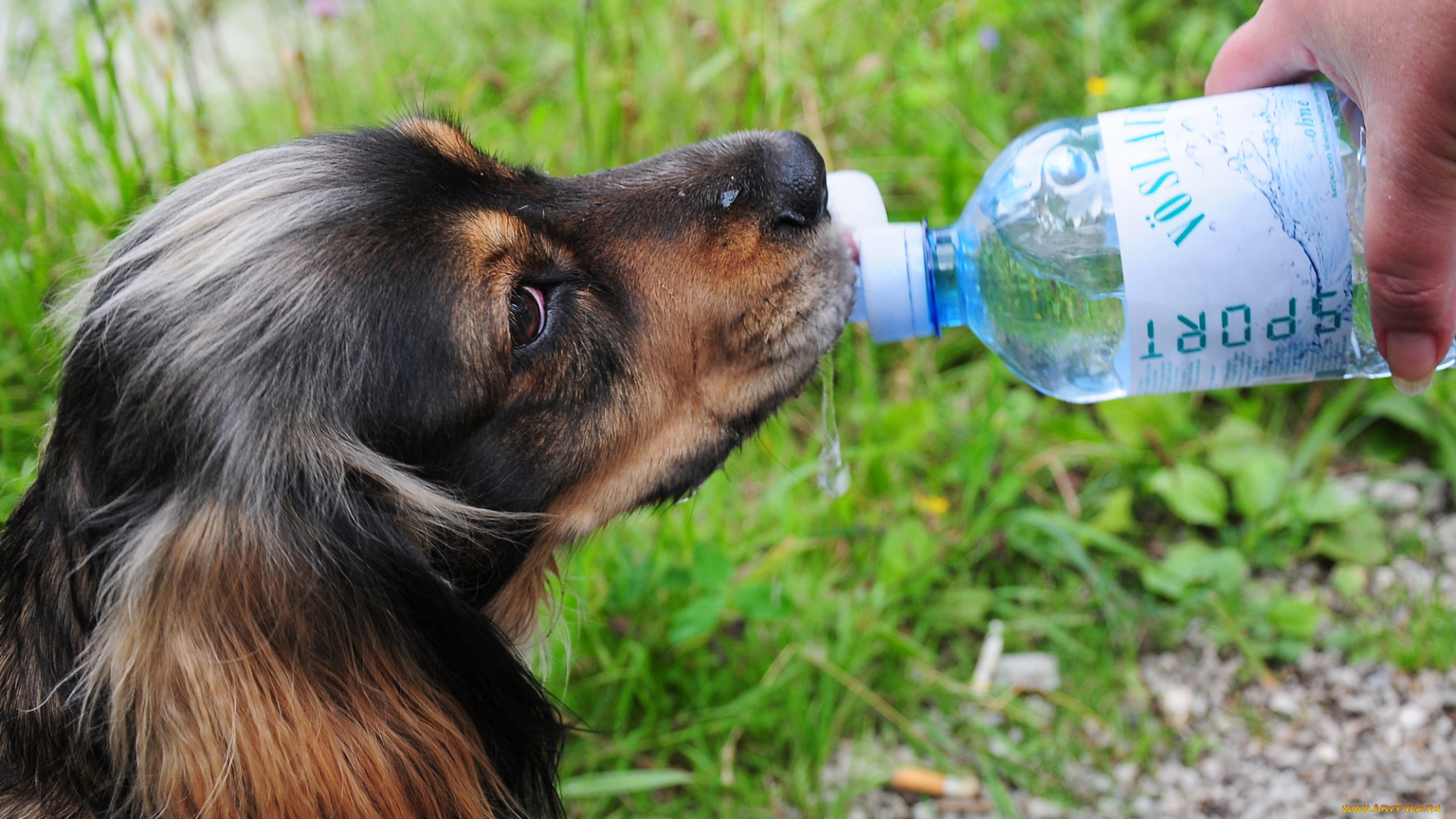 my, lovely, sarah, животные, собаки, питье, бутылочка, собакп