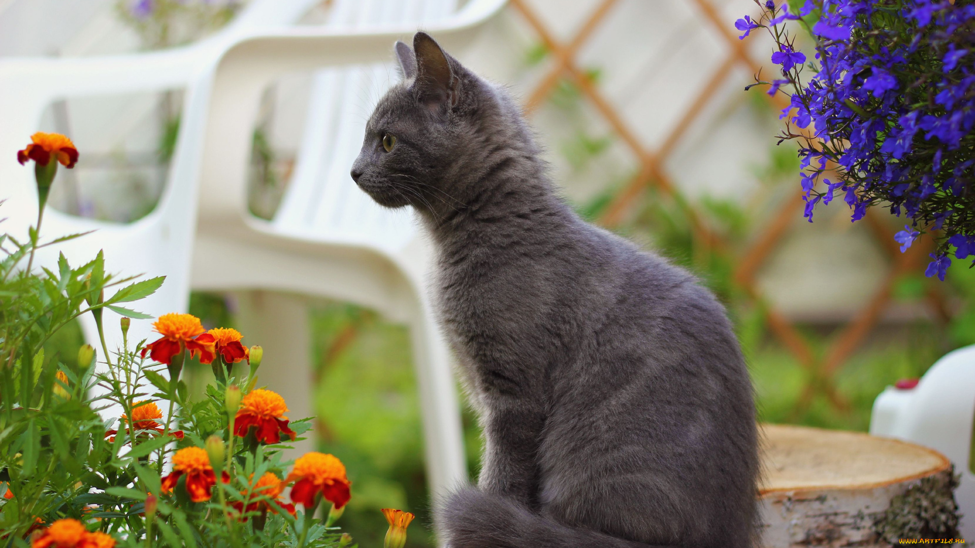 животные, коты, котёнок, цветы