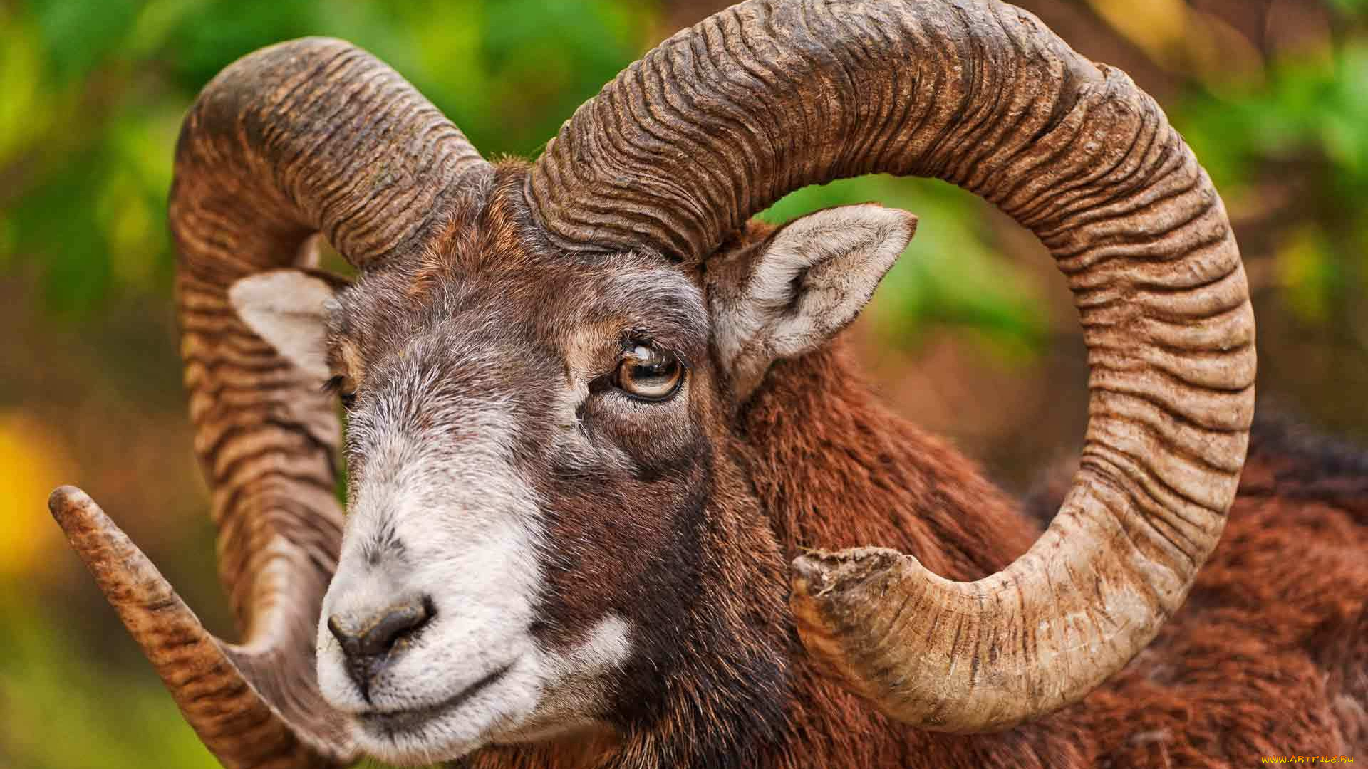 животные, овцы, бараны, баран